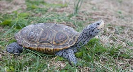 sm-turtle
